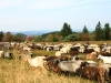 Heidschnucken am Kahlen Asten