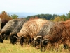 Heidschnucken am Kahlen Asten