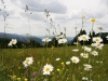 Blumenwiese am Grenzweg